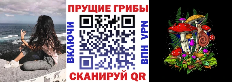 закладки Нытва Галлюциногенные грибы Psilocybe